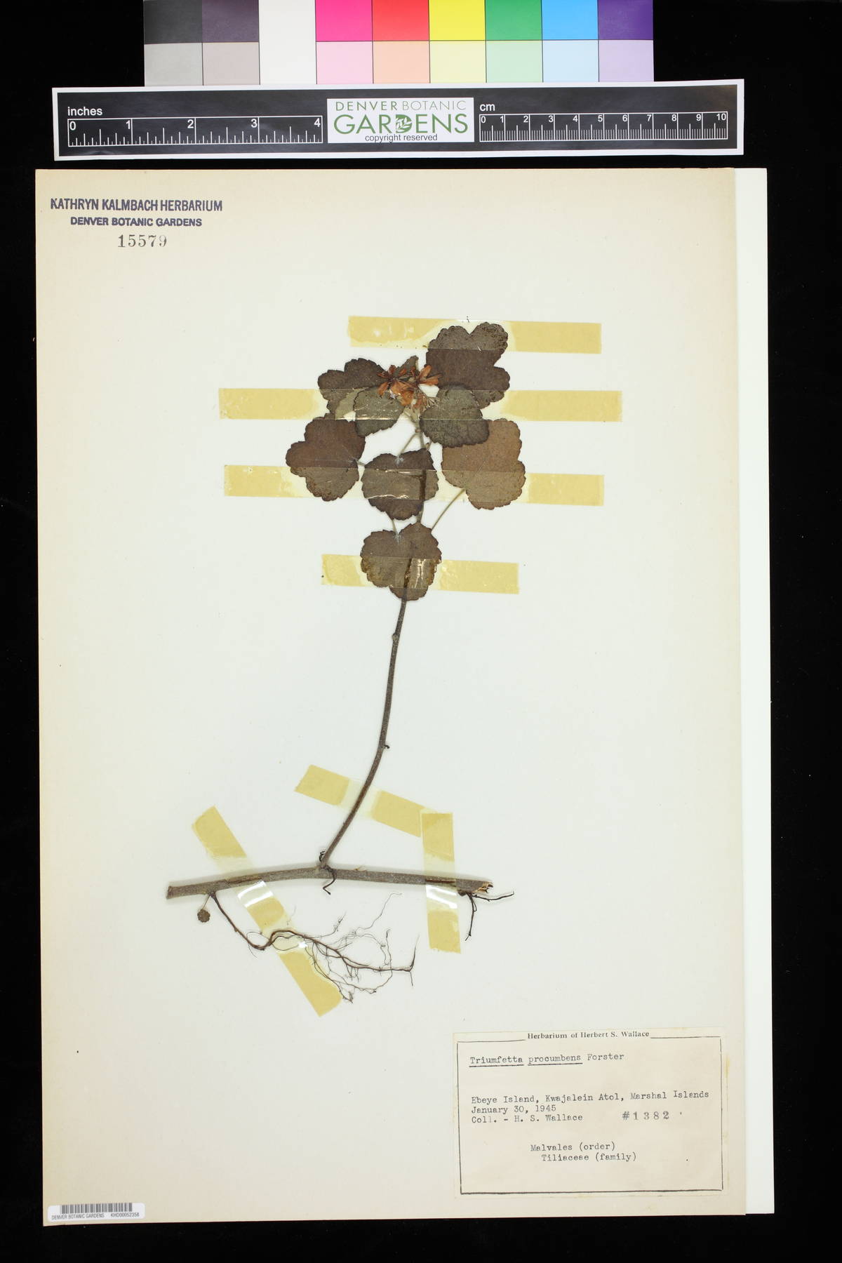 Triumfetta procumbens image