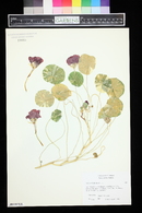 Tropaeolum majus image