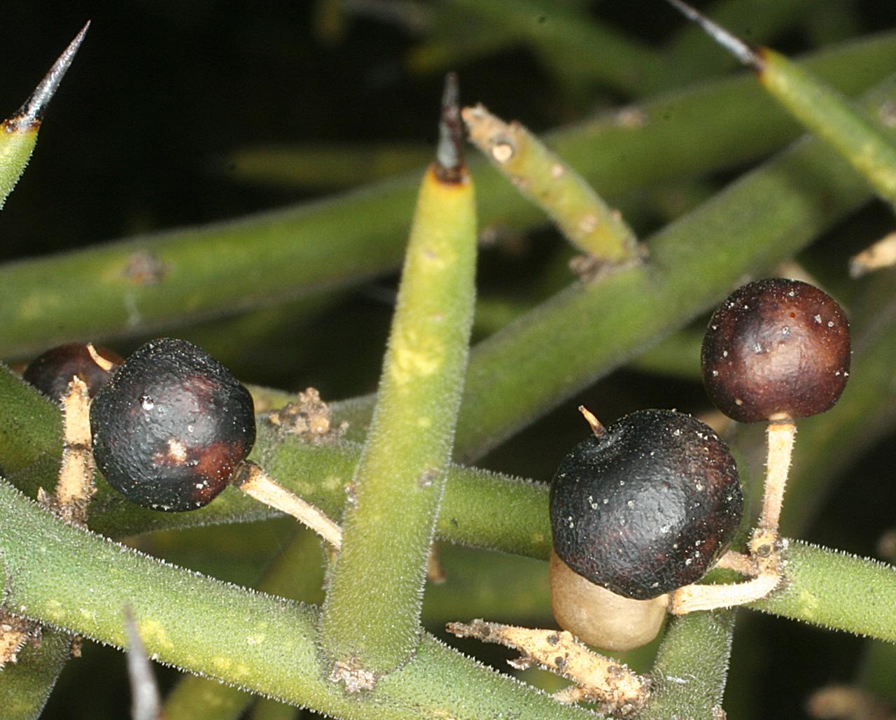 Koeberlinia spinosa var. spinosa image