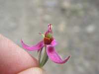 Image of Krameria bicolor