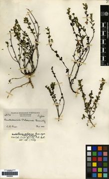Scutellaria potosina subsp. potosina image