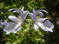 Rosmarinus officinalis image