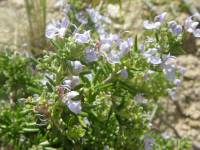 Rosmarinus officinalis image