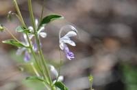 Trichostema arizonicum image