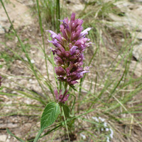Image of Agastache breviflora