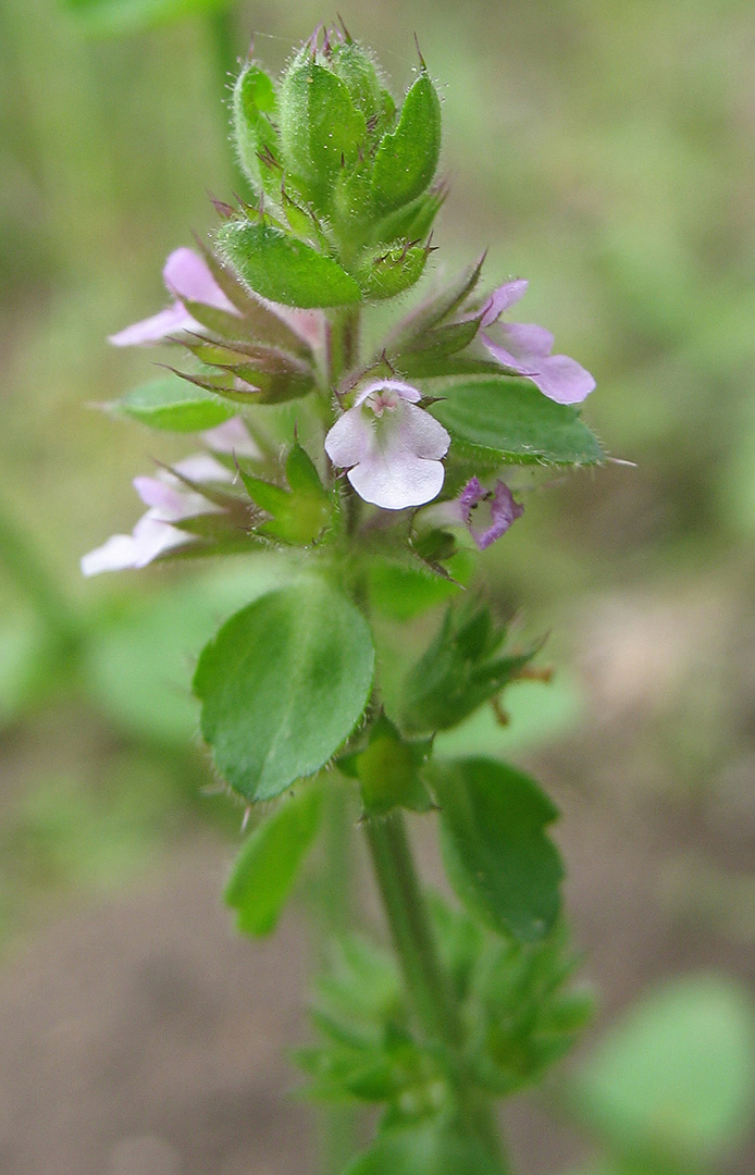 Stachys crenata image