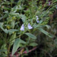 Image of Salvia reflexa