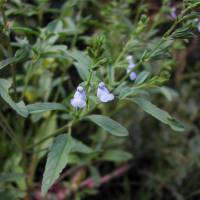 Image of Salvia lancifolia