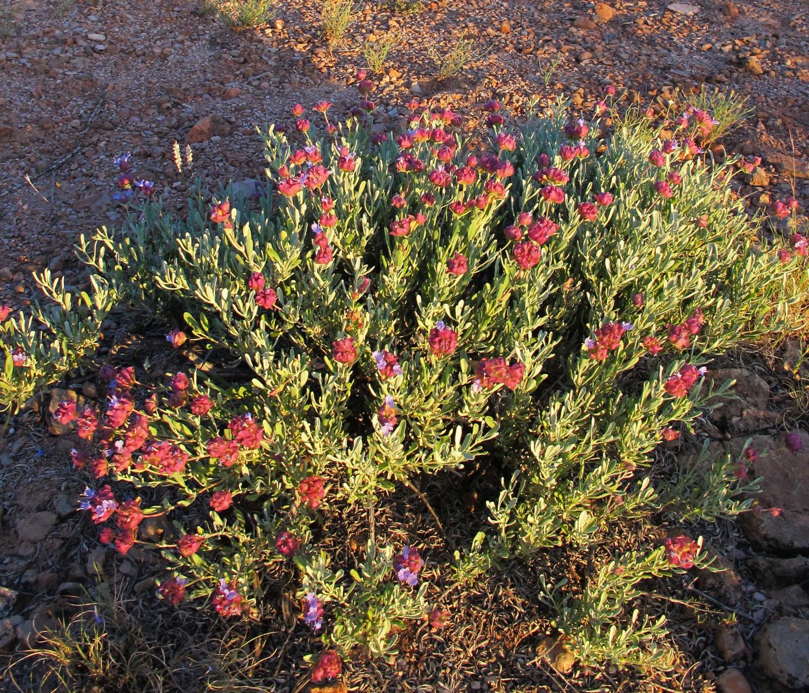 Salvia dorrii subsp. mearnsii image