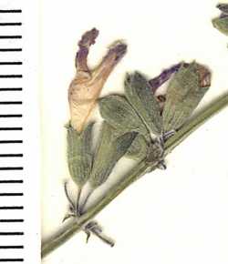 Salvia amissa image