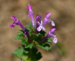 Lamium amplexicaule image