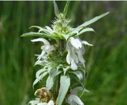 Monarda citriodora image