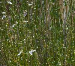 Teucrium glandulosum image