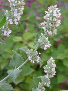 Image of Nepeta cataria