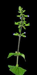 Image of Salvia setosa