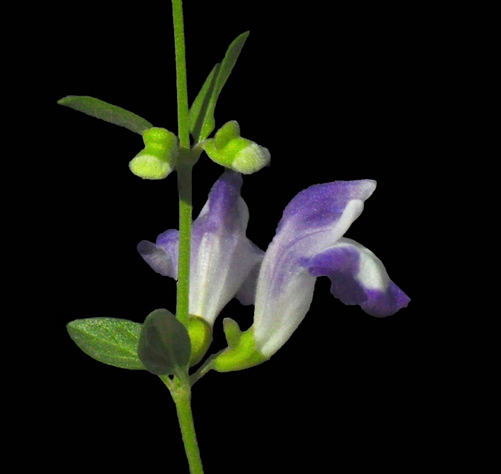 Scutellaria potosina image