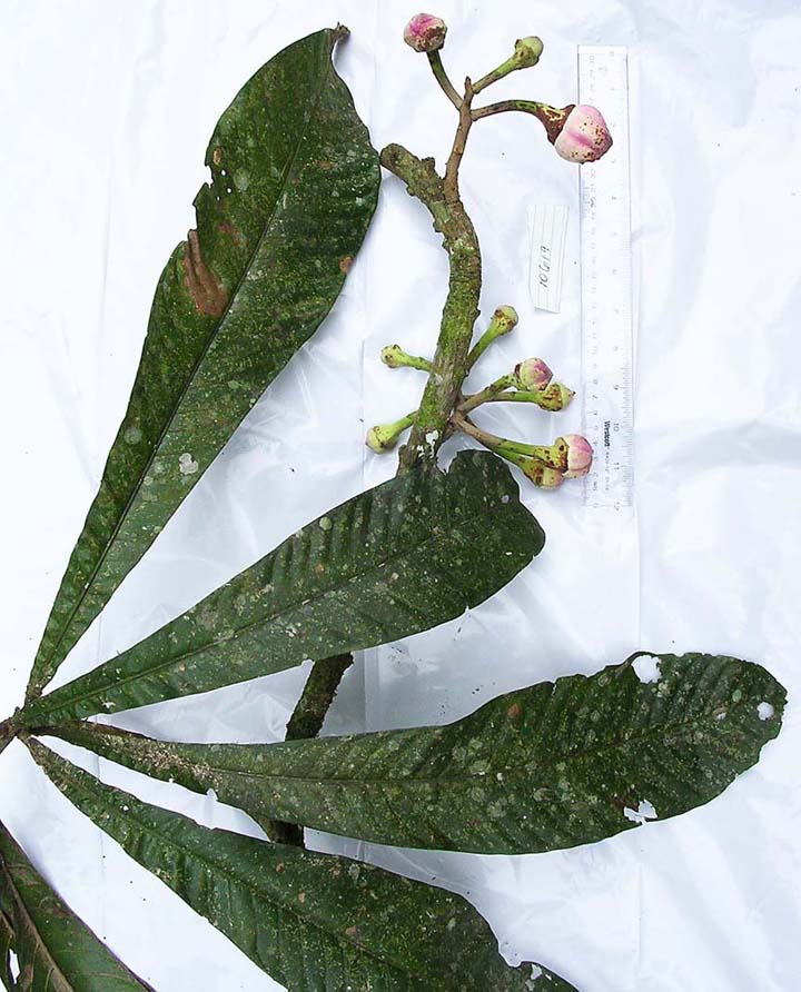 Lecythidaceae image