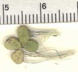 Image of Spirodela polyrrhiza