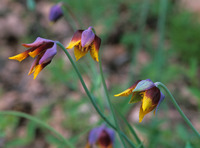 Calochortus barbatus image