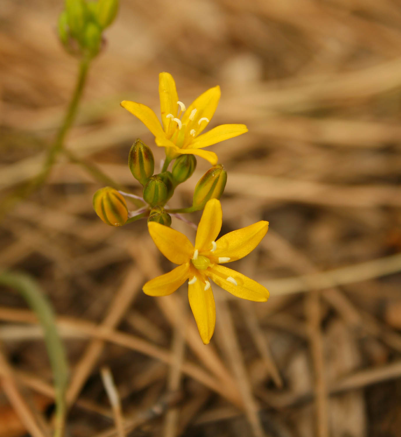 Triteleia lemmoniae image