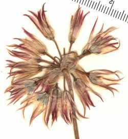 Image of Allium parishii