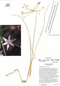 Allium rhizomatum image