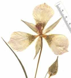 Calochortus ambiguus image