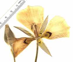 Calochortus aureus image