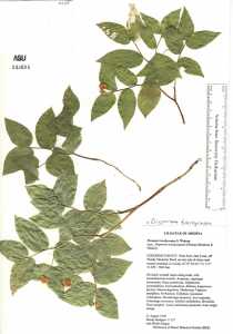 Prosartes trachycarpa image