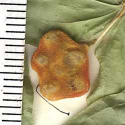 Prosartes trachycarpa image