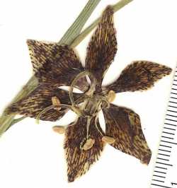 Fritillaria atropurpurea image