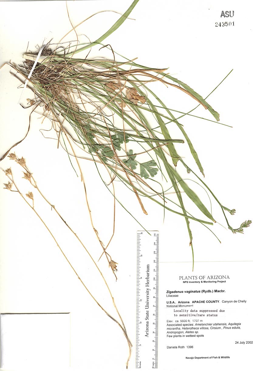 Melanthiaceae image