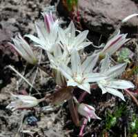 Allium bigelovii image