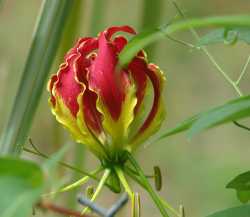 Gloriosa superba image