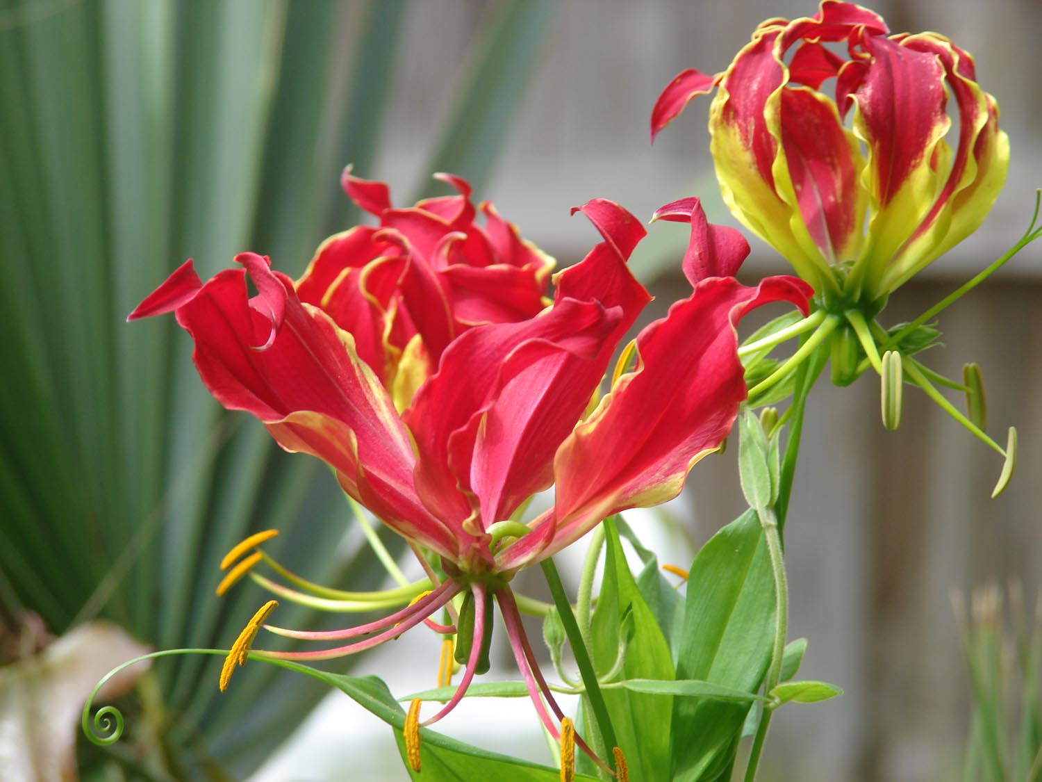 Gloriosa superba image