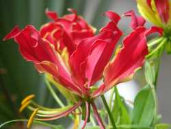 Gloriosa superba image