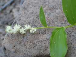 Maianthemum racemosum image