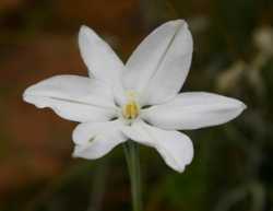 Image of Milla biflora