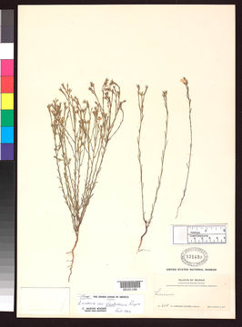 Linum australe var. glandulosum image