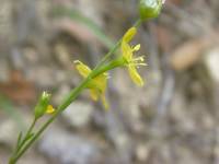 Linum neomexicanum image