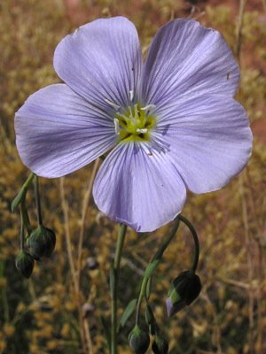 Linum lewisii var. lewisii image