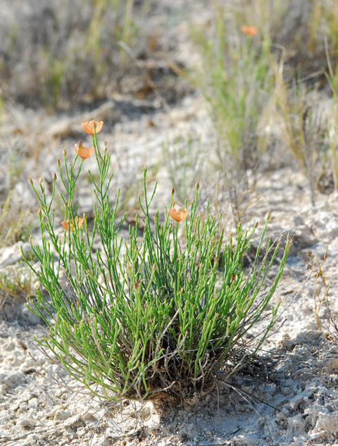 Linum allredii image