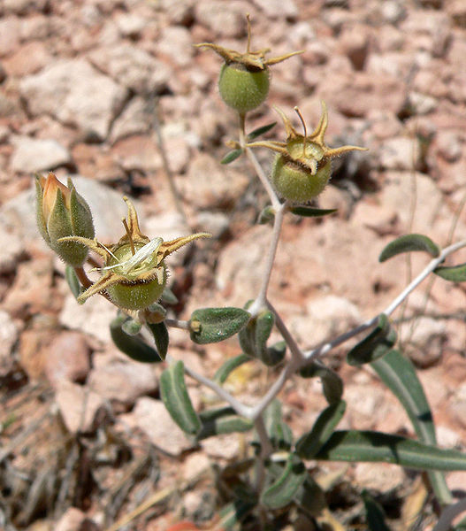 Mentzelia polita image