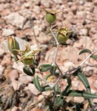 Mentzelia polita image