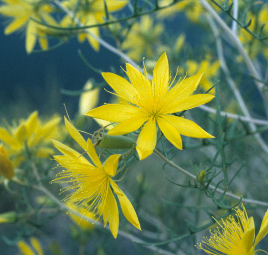 Mentzelia conspicua image