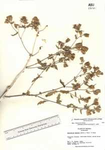 Mentzelia cronquistii image