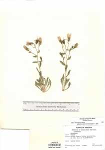 Mentzelia pterosperma image