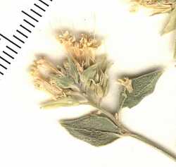 Petalonyx nitidus image
