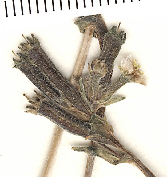 Mentzelia image