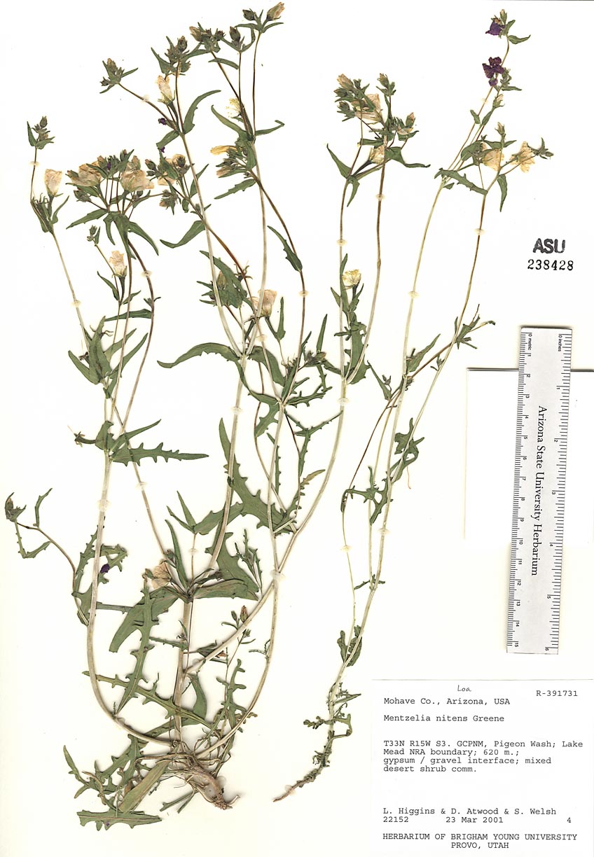 Loasaceae image